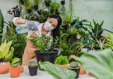 Urban Gardening Kits Explained: Information, Helpful Tips, and Discoveries for Modern Home Gardens